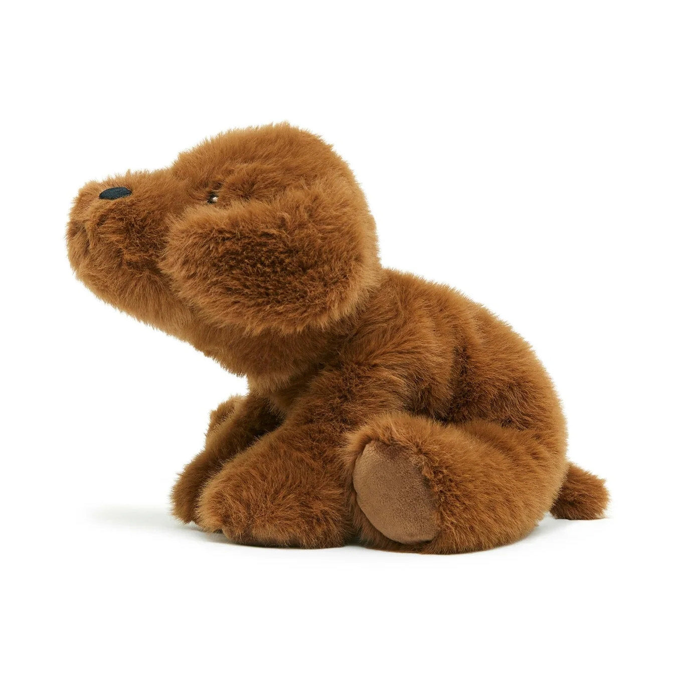 Brown Dog